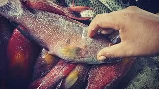 jenis-jenis ikan kerapu dan sunu kualitas export