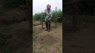 Farmer's Rat Killing 90 #shortsfeed #rattrap #farming #survival #viralvideo #hunt