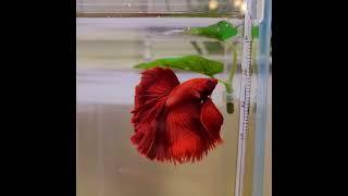 Red Full Moon Betta Fish | Fighter Fish | #plantedtank #bettafish #redbettafish #aquarium #fishtank