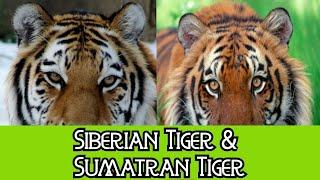 Siberian Tiger & Sumatran Tiger - The Differences