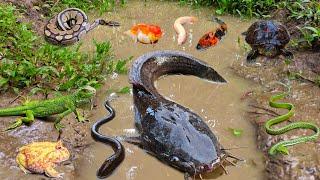 Exciting! Catch big catfish in the hole there are many ornamental fish, koi fish, snakehead fish