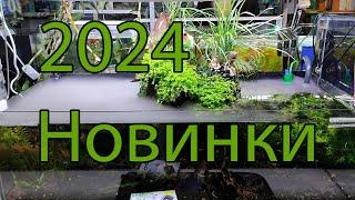 Новинки аквариумного магазина Аквалюбитель, Великий Новгород.