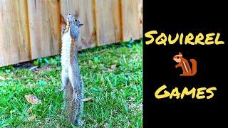 Squirrel Fishing