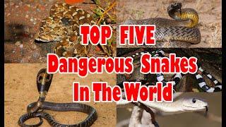 TOP FIVE || DANGEROUS SNAKES || IN THE WORLD || #TOPFIVEVIDEOS