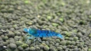 Orange eyed blue tiger shrimp