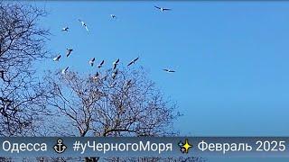 Одесса   #уЧерногоМоря  Февраль 2025