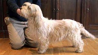 Dog Breed Video: Petit Basset Griffon Vendeen