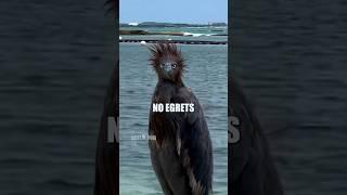 ️ Mashup 110 : nebirds (IG) / peachesrecords (IG) / unknown x2 #voiceover #birds #shorts