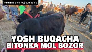 BUXORO BITONKA MOL BOZOR. YOSH BUQACHA GUNOJIN NARXLAR.