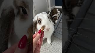Tips to help bond your rabbits