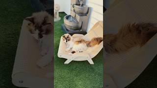 THEY DESERVE IT! #cat #viralvideo #youtubeshorts #cute #foryou #family #fun #love #funny