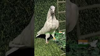 #shortvideo #shorts ️#viral #trending ️#like #sunny.pigeon️