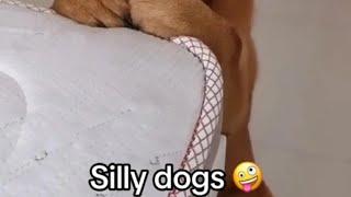 Dog's daily life||#Dog's daily life[topic]# #Funny[topic]##Funny daily life[topic]#