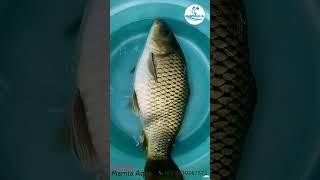 Amur Carp Fish#fish #fisherman#fishing #fishingvideo #carpfishing #aquaculture #fishinglife #viral