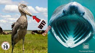 Top 10 Creatures You Won't Believe They Exist!!! 