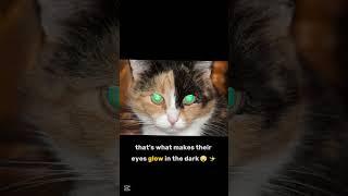 Your Cat Sees Things YOU Can’t?!  | Mind-Blowing Cat Eye Facts!  #catlovers #didyouknow #funfacts