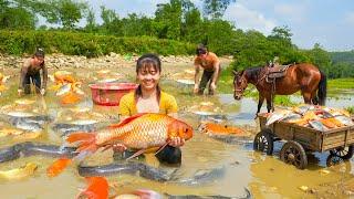 Harvesting Fish from Muddy Pond with Phương – Big Catch to Sell at Market