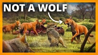 Why Do Animals Keep Evolving Into Wolves?