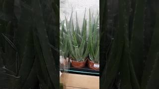 Aloe vera/алое вера/#shorts