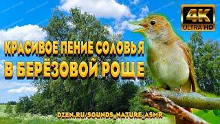 Красивое Пение Соловья В Берёзовой Роще - Окунет Вас В Детство И Подарит Заряд Хорошего Настроения.