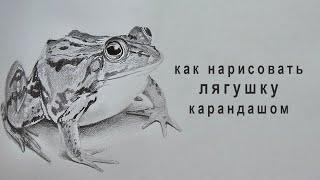 как нарисовать лягушку