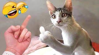  Best Cats and Dogs Videos  Funny Animal Videos 2024 #8
