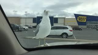 Seagull vs. French fry