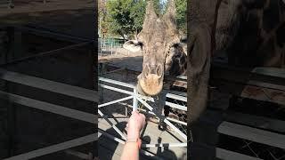 Guests are feeding the giraffe in Almaty Zoo