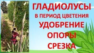 УХОД ЗА ГЛАДИОЛУСАМИ В ПЕРИОД ЦВЕТЕНИЯ. Выращивание гладиолусов. Как выращивать гладиолусы.