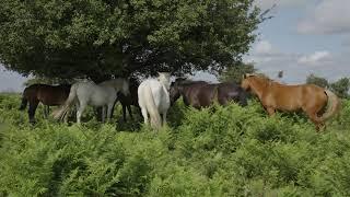 New Forest Diary Swish of the Tail July 2021