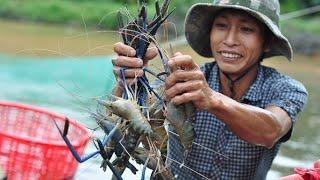 Nuôi Tôm bằng Chế phẩm Sinh Học