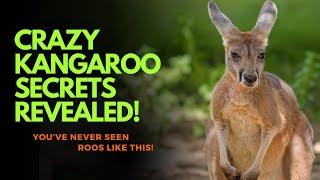 10 Unbelievable Kangaroo Facts That Will Make You Jump with Joy! 