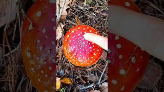 Идеальный красный мухомор. #микродозинг  #мухоморныймикродозинг #amanitamuscaria