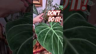 Toxic Plant Parent Behavior #1 (Are You Guilty?)🪴