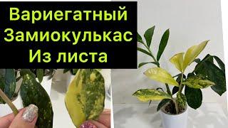 Вырастила вариегатный замиокулькас из листа / замиокулькас big yellow / #заикуль￼кас