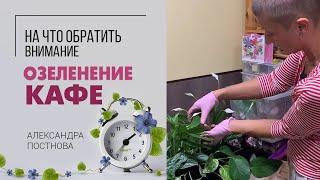 На что обратить внимание при озеленение кафе. Важные моменты для длительной красоты.