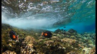 Snorkel Maui with the experts at PacWhale Eco-Adventures