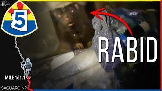 The Scariest...WEIRDEST Animal Attack I've Ever Experienced (Arizona Trail 2025)