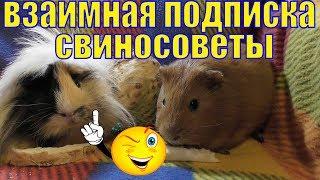 Взаимная подписка/Свиносоветы/Взаимная подписка Ютуб/Взаимная подписка на YouTube