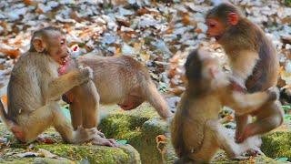 OH-NO Abandoned S-tumptail Monkeys get a-ngry with one pigtail monkey who wants to eat his tail