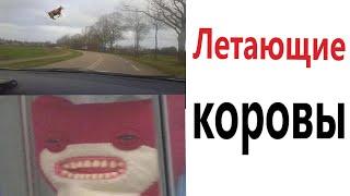 Приколы! ЛЕТАЮЩИЕ КОРОВЫ - МЕМЫ!!! Смешные видео от – Доми шоу!