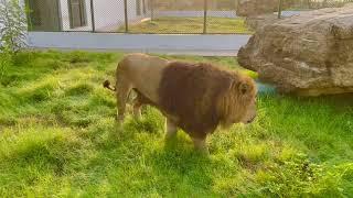 Beautiful African Lion Simba Playing at SR Breeding Farm 