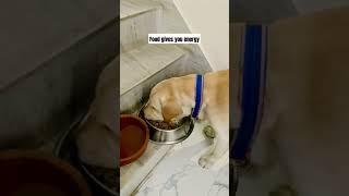 Food gives you energy #yuvimicky #funny #dog #labrador