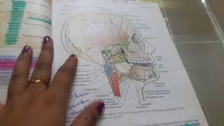 ANATOMY- NOTES AND GUIDELINES Pt 1