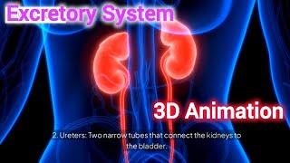 Excretory System 3D Animation || Renal System 3D Animation