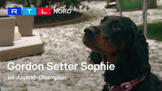 Schönster Gordon Setter Sophie darf zu den Crufts nach Birmingham