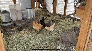 Chicken Coop Winter Maintenance ~ Deep Litter System ~Minnesota Chickens~With Twin Cities Adventures