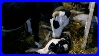 отел коровы кнопы//последний отел 2019// One Man Calf Pulling//корова и теленок