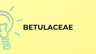 What is the meaning of the word BETULACEAE?