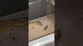 Leopard Gecko Feeding PART 3 #trending #leopardgecko #lizard #gecko #reptile #viral #youtubeshorts